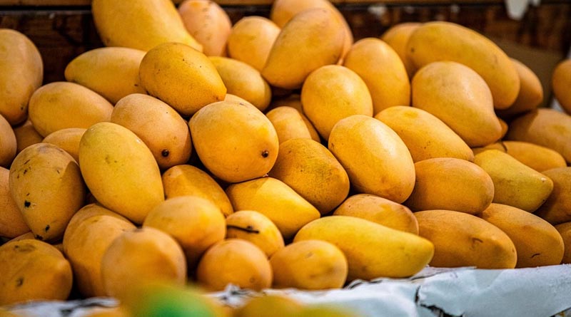 Better Mango Yield Through Effective Disease and Pest Management: Experts Share Essential Tips