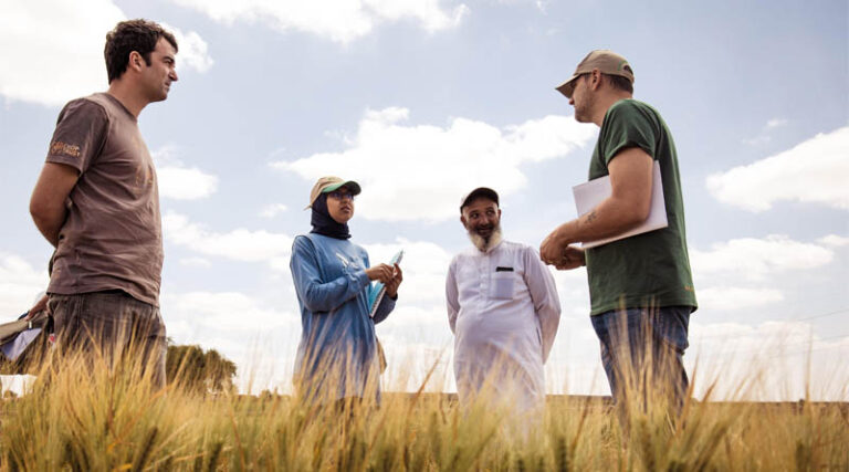 New Drought-Tolerant Durum Wheat Variety ‘Jawahir’ Proves Its Worth in Morocco