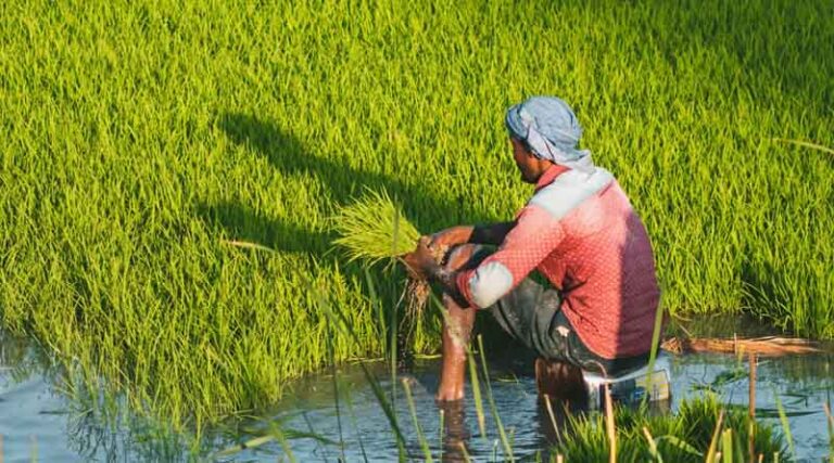 Ensuring Basmati Purity: Punjab's Ambitious BasmatiNET Initiative Gains Momentum