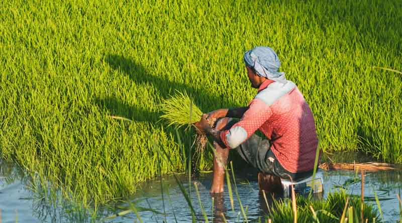 Ensuring Basmati Purity: Punjab's Ambitious BasmatiNET Initiative Gains Momentum