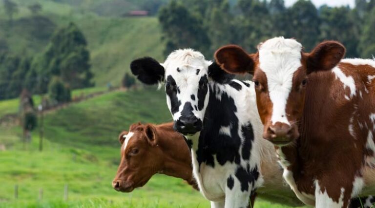 Bovaer: A Scientific Breakthrough in Methane Reduction from Livestock