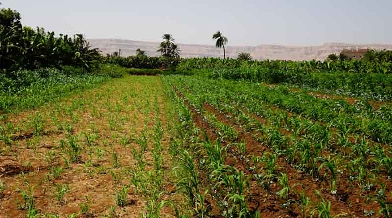 Swapping Paddy for Maize: Chhattisgarh Farmer Doubles Income with Lower Input Costs