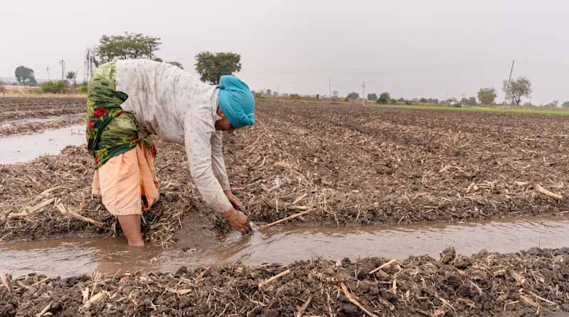 Cotton Cultivation Rises by 20% in Punjab; Maize Sowing Gains Momentum