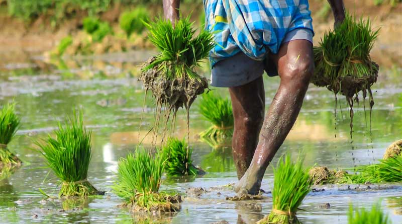 Punjab Government Tightens Paddy Procurement Framework for Kharif 2025