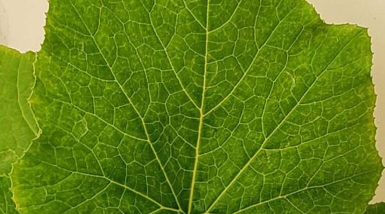 Agdia Releases Rapid Molecular Test Kit & Service for SqVYV (Squash vein yellowing virus)