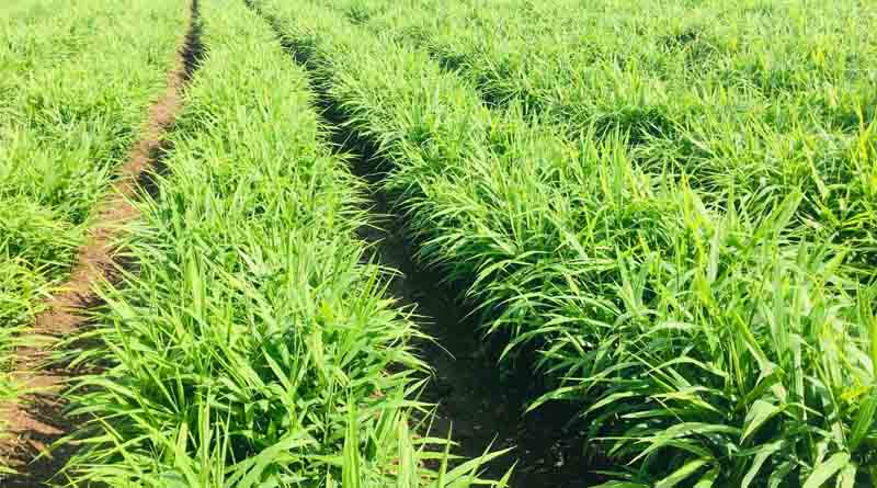 New Pyricularia Disease Threatens Ginger Cultivation in Karnataka: ICAR-IISR Issues Advisory