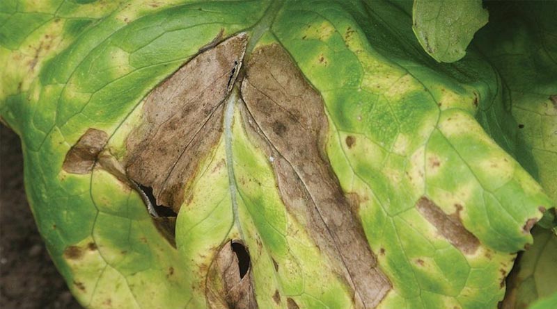 Simon's Seasonal Insights - Summer Days For Leafy Salads