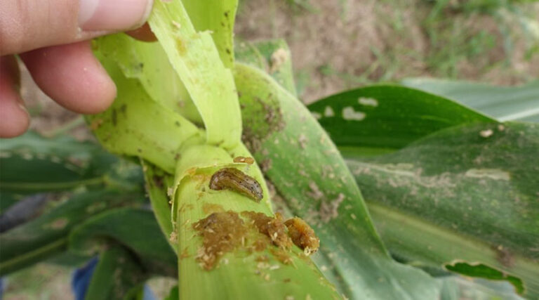 CABI Joins 25-strong Partnership For Project To Enhance Europe’s Readiness For Invasive Fall Armyworm Crop Pest
