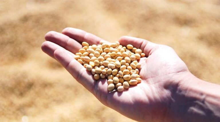 Soybean Nutrient Management in India: The Right NPKS Balance for Record-Breaking Yields