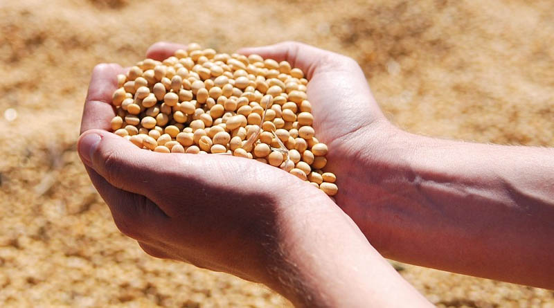 Latest Recommended High-Yielding Soybean Varieties in India (2025)