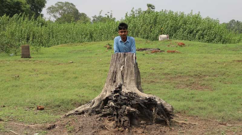 New Rules Grant Indian Farmers Easier Access to Timber Harvest and Sale