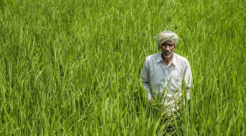 Haryana Government Announces ₹8,000/Acre Incentive for Farmers Shifting from Paddy to Alternative Crops