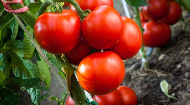 New tomato varieties from Bayer offer protection against resistance-breaking Tomato Brown Rugose Fruit Virus (ToBRFV)
