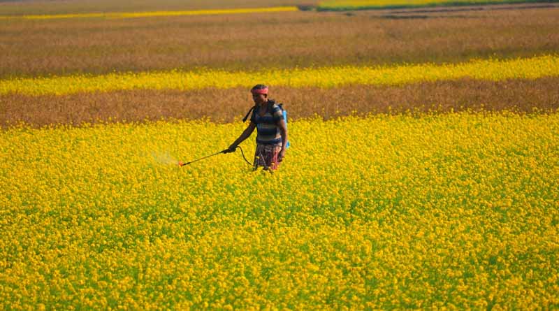 Breaking the Myth of Punjab’s ‘Cancer Train’