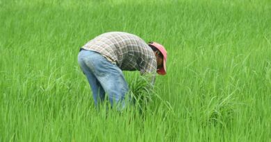 Herbicide Misuse Derails Moong Procurement in Madhya Pradesh: Time for Industry to Reinforce Product Stewardship