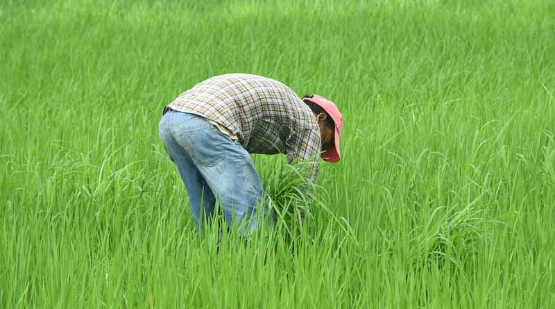 Herbicide Misuse Derails Moong Procurement in Madhya Pradesh: Time for Industry to Reinforce Product Stewardship