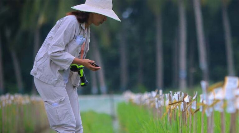 A Smarter Way To Grow Rice