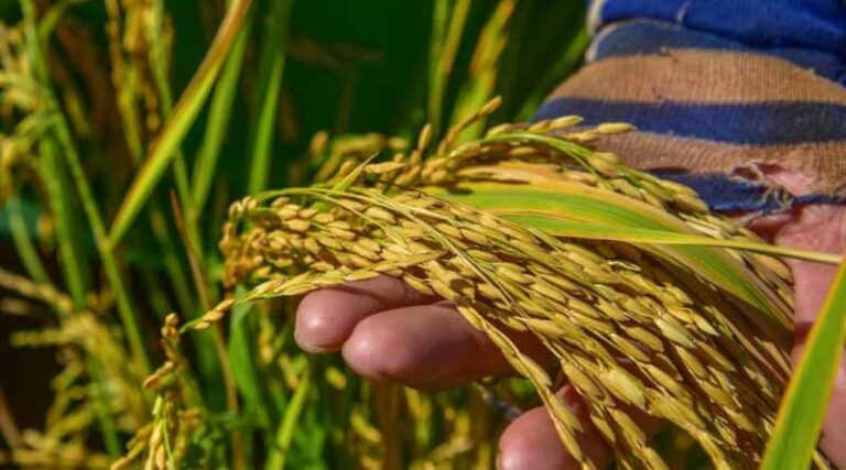 ADB, CGIAR, and Gates Foundation Partner To Transform Rice Sector, Uplift Millions Of Smallholder Farmers In Asia And The Pacific