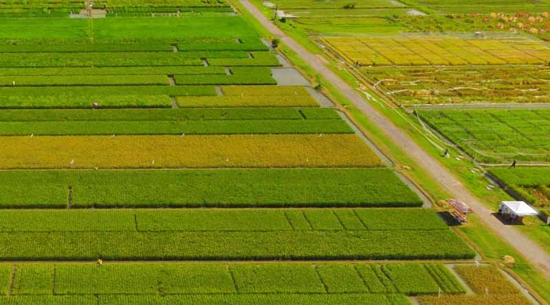 IRRI Launches Hub To Strengthen Asia-pacific Agri-innovation