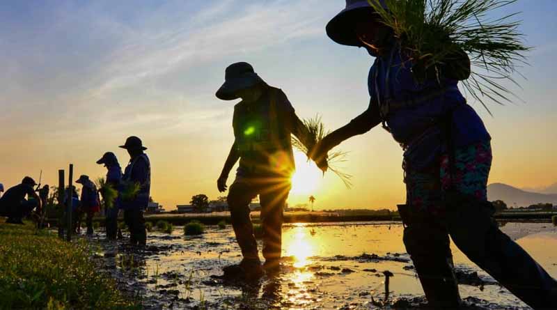 IRRI’s Long-term Experiment Marks World Record Of Cropping Seasons