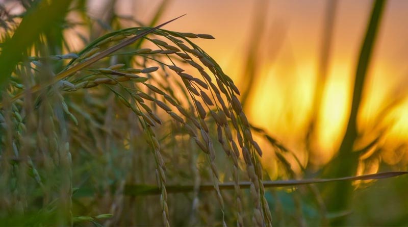 IRRI Launches New 5-year Strategy To Drive Sustainability In Rice-based Agri-food Systems