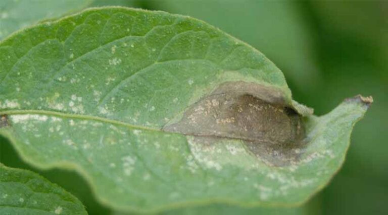 Fight Against Blight Campaign Warns Of New Threats To Disease Management