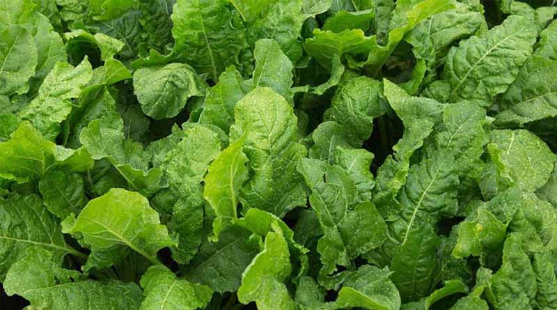 Top Tips for Sugar Beet agronomy 2025