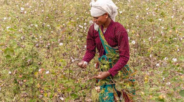 Punjab’s Cotton Cultivation Surges by 20%, Expands to 2.98 Lakh Acres