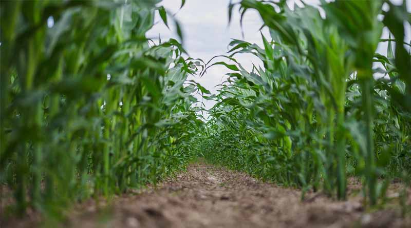 EPA Proposes Registration of New Herbicide Trifludimoxazin in the United States