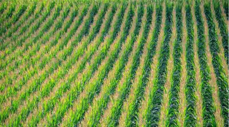 EPA Proposes Registration of New Herbicide Diflufenican for U.S. Corn and Soybean Farmers