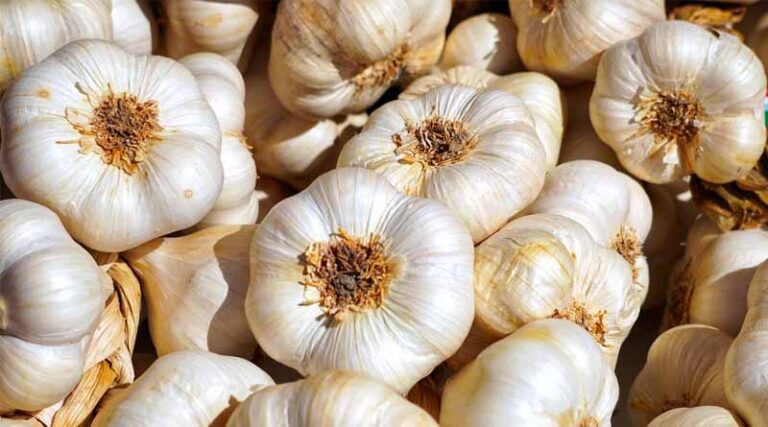 Kashmir Farmers Achieve Over 28,000 Metric Tons Garlic Production