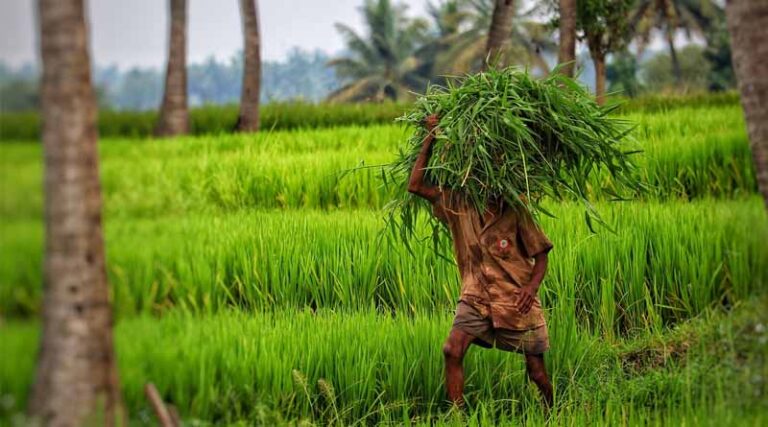 Progress Of Area Coverage Under Kharif Crops As On 20.06.2025
