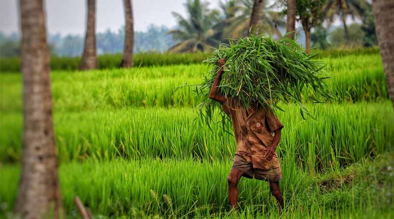 Haryana To Form Committee To Determine Fair Price For Natural And Organic Farmers
