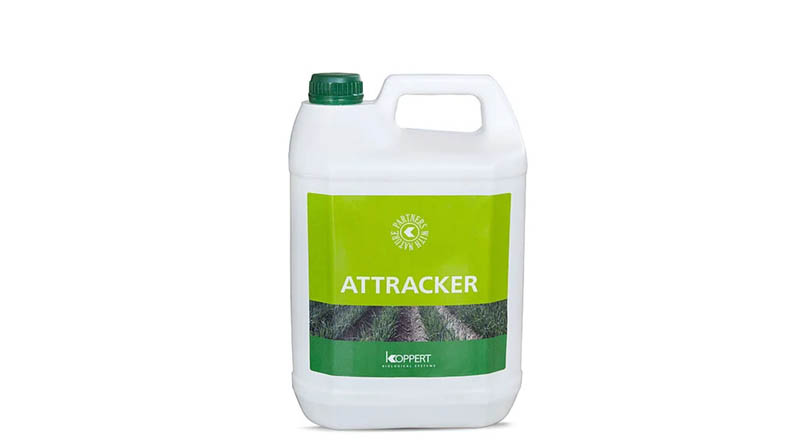Attracker by Koppert: Insect Attractant to Boost Thrips Control Efficiency