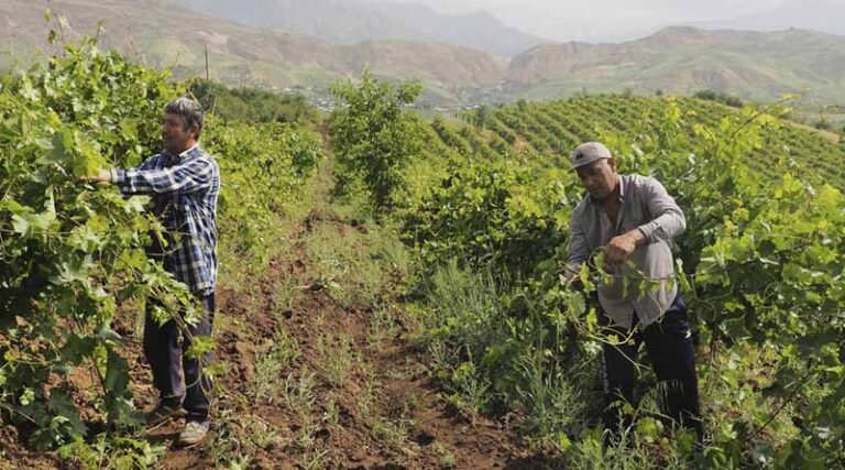 Sites in the Republic of Korea, Portugal and Tajikistan Recognized as Globally Important Agricultural Heritage Systems