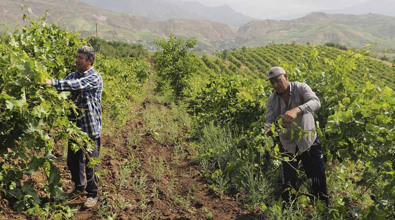 Sites in the Republic of Korea, Portugal and Tajikistan Recognized as Globally Important Agricultural Heritage Systems