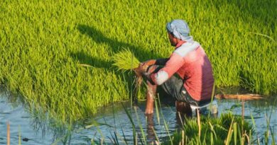 India’s Biostimulant Sector Faces Regulatory Breakdown: BASAI Calls for Urgent Government Action