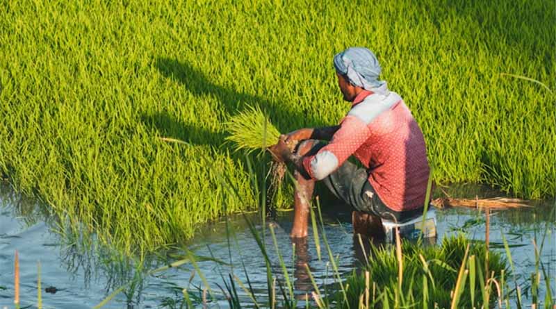 India’s Biostimulant Sector Faces Regulatory Breakdown: BASAI Calls for Urgent Government Action