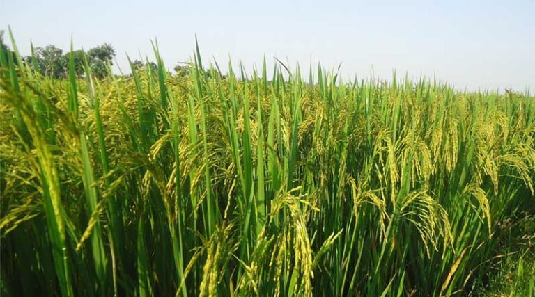 Warning for Punjab Farmers: Fijivirus Threat to Paddy Crop, PAU Issues Advisory