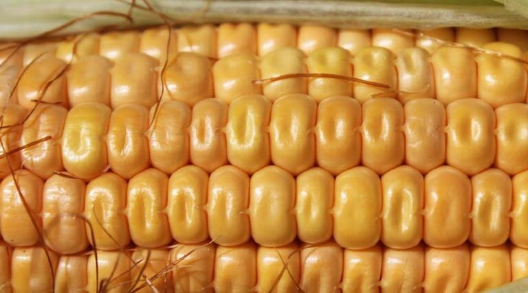 Uttar Pradesh Government Launches Public Private Partnership Model to Boost Maize and Potato Farming Income
