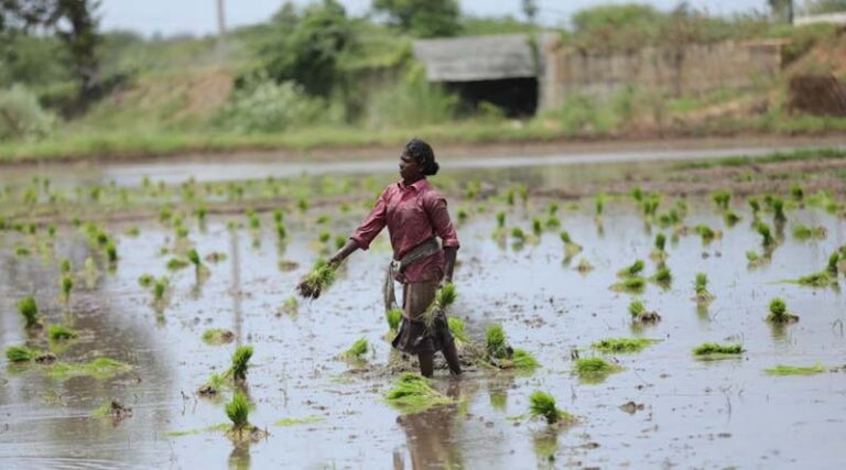 Chhattisgarh Government Launches Major Crop Diversification Incentive to Reduce Paddy Dependence