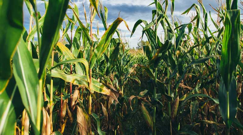 India to Begin GM Maize Trials in Punjab