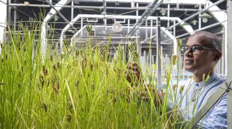 ICRISAT’s Rapid-Ragi Breakthrough Promises Faster, Cost-Effective Finger Millet Breeding