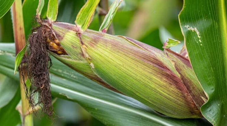 Fall Armyworm Threatens Maize Crops in India: IARI Recommends Immediate Control Measures
