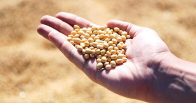 Soybean Seed Samples Collected in Shivpuri, Following Farmers' Complaints