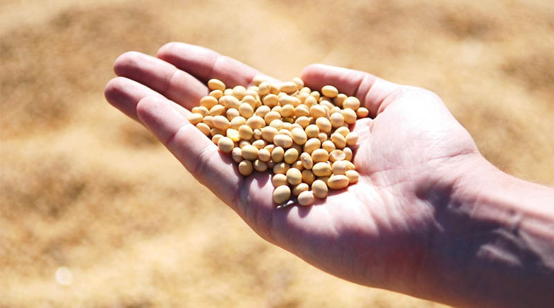 Soybean Seed Samples Collected in Shivpuri, Following Farmers' Complaints