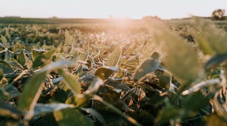 ICAR-NSRI Releases List of Recommended Herbicides for Soybean Crop in India