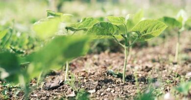 ICAR-NSRI Issues Advisory on Initial Stem Fly Infestation in Soybean Crops