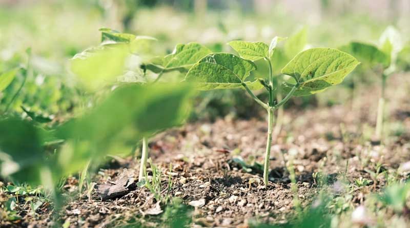 ICAR-NSRI Issues Advisory on Initial Stem Fly Infestation in Soybean Crops