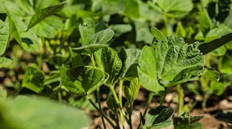 Linseed Caterpillar Infestation in Soybean Reported in Madhya Pradesh; ICAR-NSRI Advises Timely Control Measures